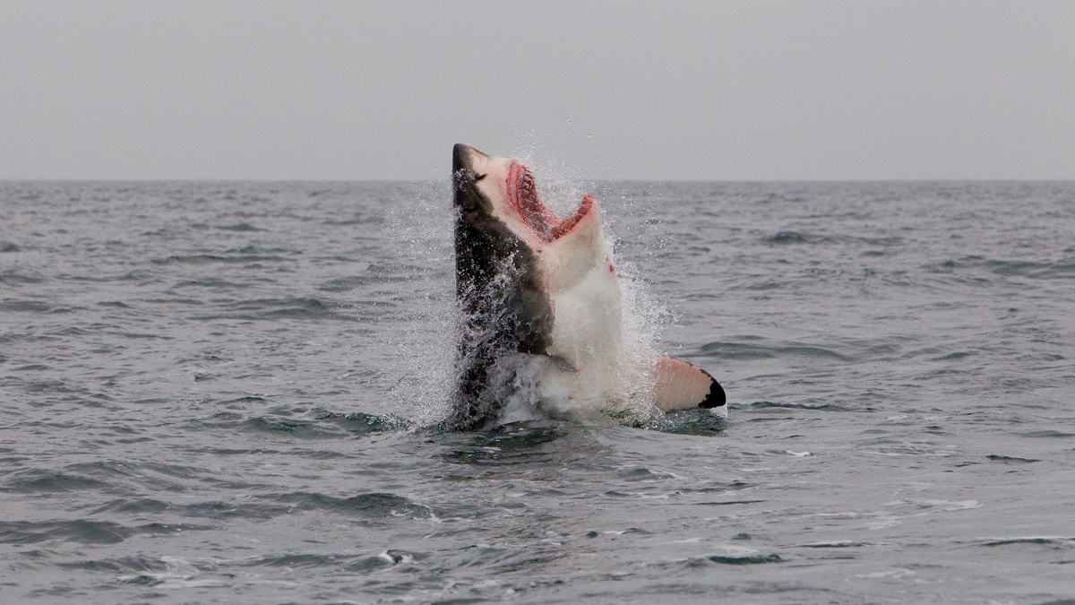 Ein Weißer Hai im Atlantischen Ozean vor der Küste Südafrikas. - Foto: Neil Hammerschlag/Shark Research/dpa