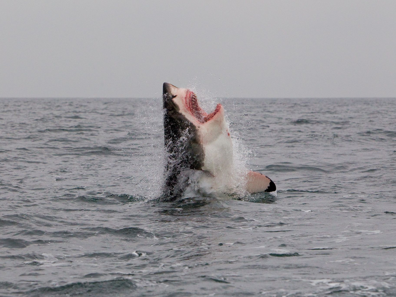 Ein Weißer Hai im Atlantischen Ozean vor der Küste Südafrikas. - Foto: Neil Hammerschlag/Shark Research/dpa