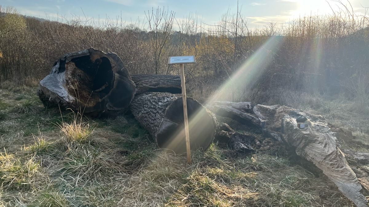 LPI-NDH: Brennendes Totholz-Habitat - Foto: presseportal.de