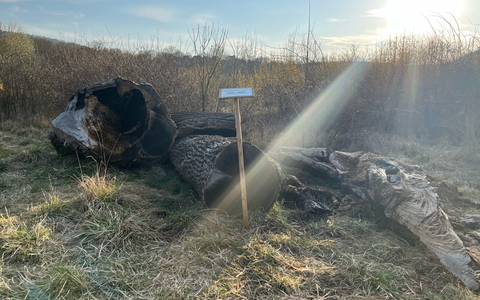 LPI-NDH: Brennendes Totholz-Habitat - Foto: presseportal.de