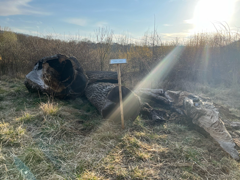 LPI-NDH: Brennendes Totholz-Habitat - Foto: presseportal.de