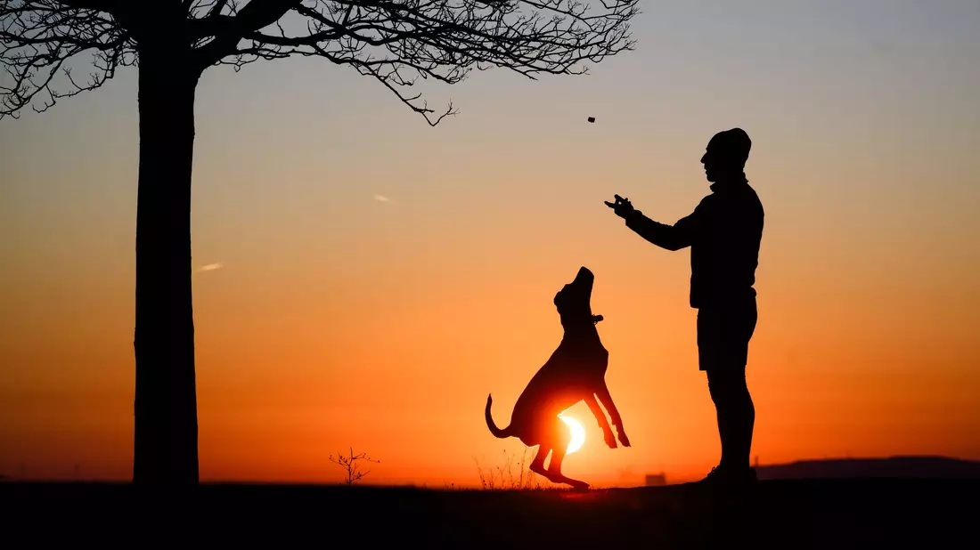 Hund statt Kind? Ganz so einfach ist es nicht.  - Bild: Julian Stratenschulte/dpa