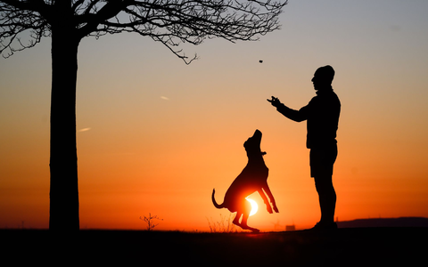 Hund statt Kind? Ganz so einfach ist es nicht.  - Foto: Julian Stratenschulte/dpa