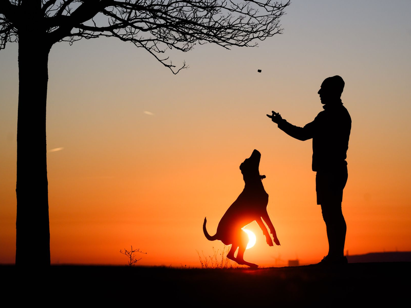 Hund statt Kind? Ganz so einfach ist es nicht.  - Foto: Julian Stratenschulte/dpa