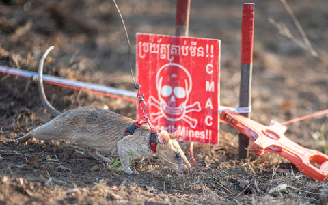 Die Ratten arbeiten täglich nur für kurze Zeit am kühlen Morgen. - Foto: Apopo/dpa Die Ratten arbeiten täglich nur für kurze Zeit am kühlen Morgen. - Foto: Apopo/dpa