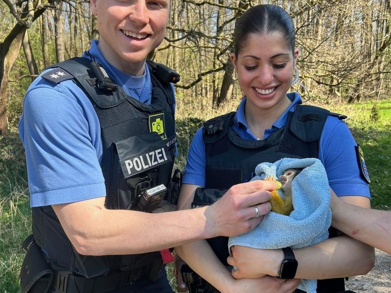 POL-DA: Darmstadt: Affentheater in Darmstadt / Totenkopfäffchen festgenommen - Foto: presseportal.de