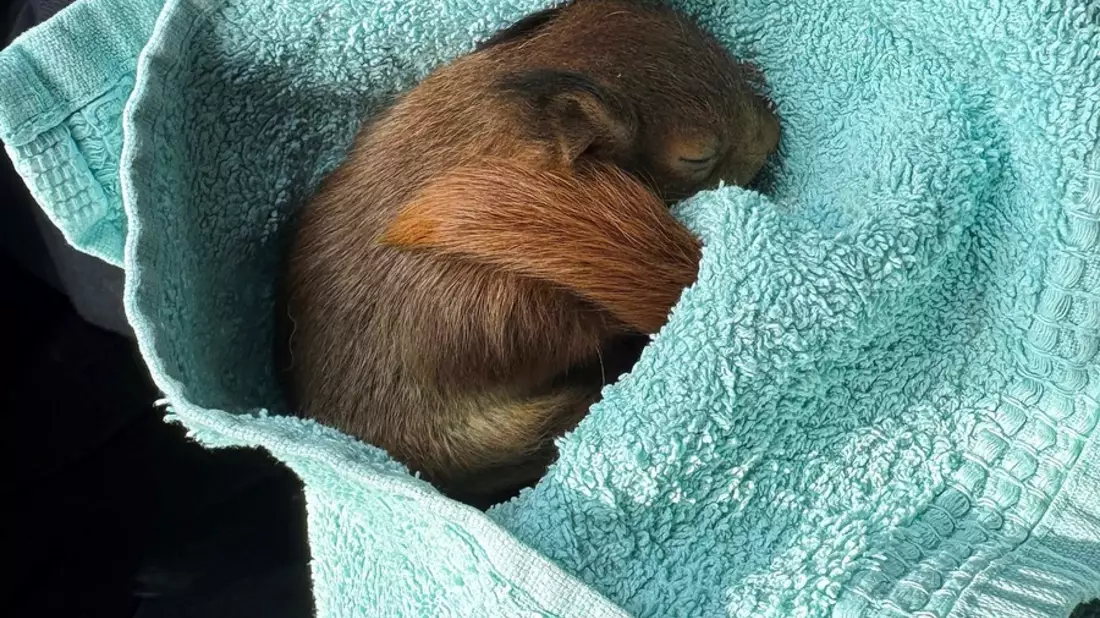 POL-BO: Skippy auf Abwegen: Polizei rettet aus dem Nest gefallenes Eichhörnchen - Bild: presseportal.de