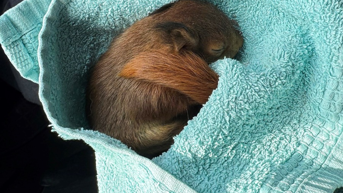 POL-BO: Skippy auf Abwegen: Polizei rettet aus dem Nest gefallenes Eichhörnchen - Foto: presseportal.de