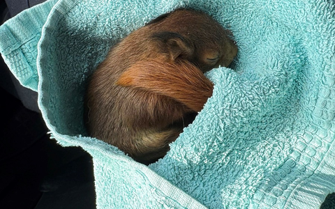 POL-BO: Skippy auf Abwegen: Polizei rettet aus dem Nest gefallenes Eichhörnchen - Foto: presseportal.de