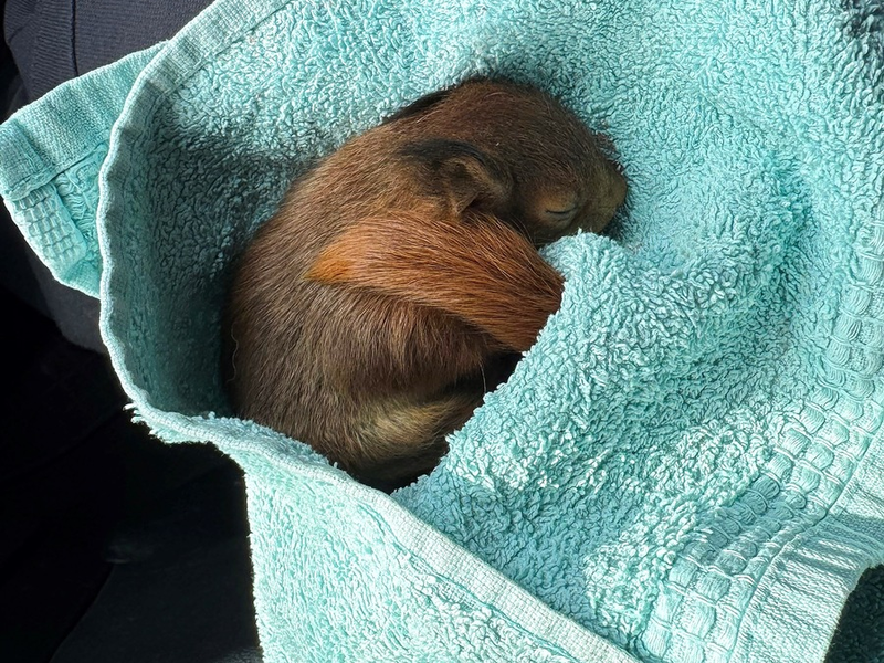 POL-BO: Skippy auf Abwegen: Polizei rettet aus dem Nest gefallenes Eichhörnchen - Foto: presseportal.de