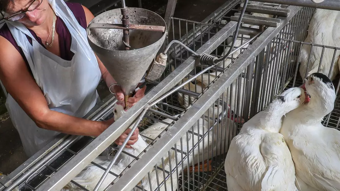 Gänse werden für die Produktion von Foie Gras (Stopfleber) mit Nahrungsbrei gestopft. (Archivbild) - Bild: Virginie Lefour/BELGA/dpa