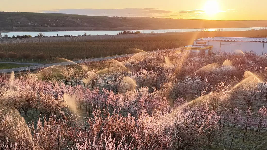 Die Obstbauern kämpften mit Sprühwasser und warmer Luft gegen den Frost. (Archivbild) - Bild: Sebastian Willnow/dpa