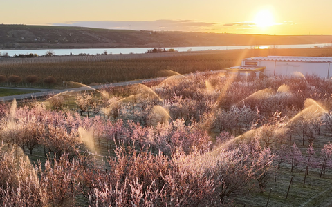 Die Obstbauern kämpften mit Sprühwasser und warmer Luft gegen den Frost. (Archivbild) - Foto: Sebastian Willnow/dpa