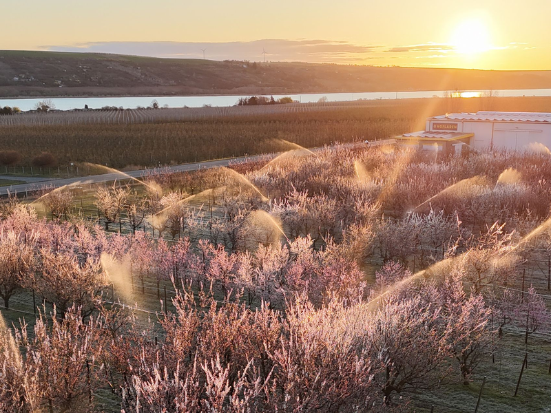Die Obstbauern kämpften mit Sprühwasser und warmer Luft gegen den Frost. (Archivbild) - Foto: Sebastian Willnow/dpa