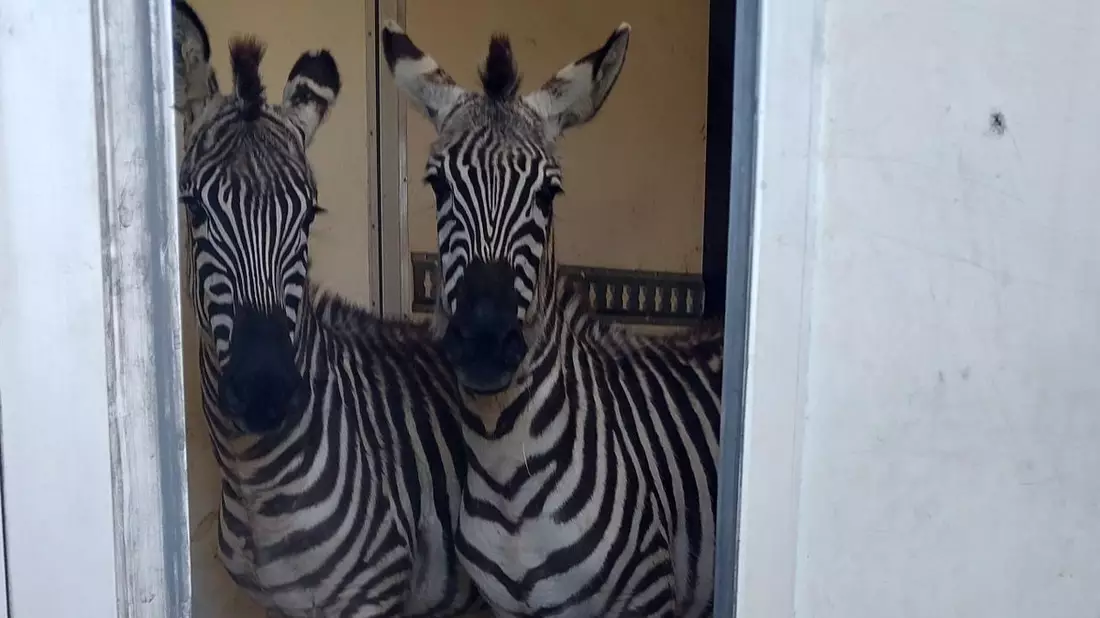 BPOL-BadBentheim: Mutmaßlich illegaler Transport exotischer Tiere bei Grenzkontrolle entdeckt - Bild: presseportal.de