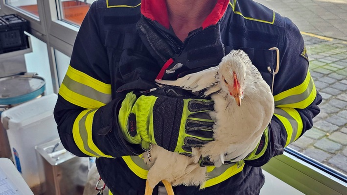 FW-M: Eingezwicktes Hühnchen (Giesing) - Foto: presseportal.de