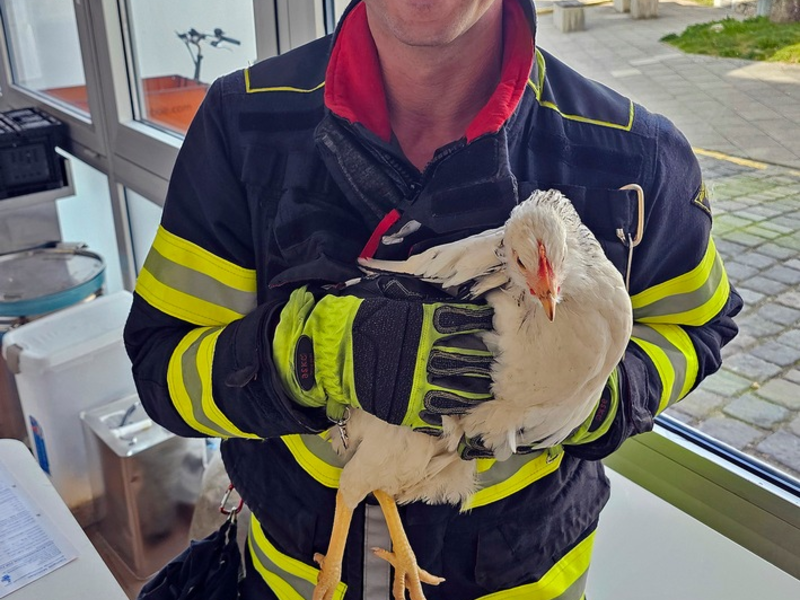 FW-M: Eingezwicktes Hühnchen (Giesing) - Foto: presseportal.de