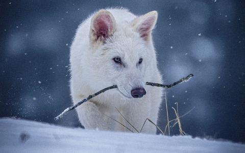 Das undatierte Foto zeigt die beiden Rüden Romulus und Remus im Alter von drei Monaten. - Foto: Uncredited/Colossal Biosciences/AP/dpa