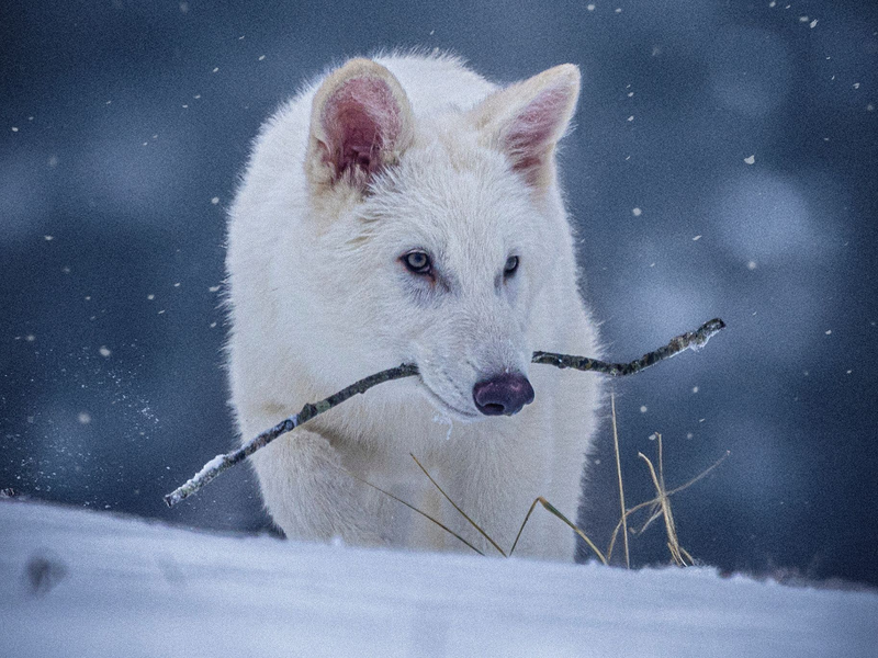 Das undatierte Foto zeigt die beiden Rüden Romulus und Remus im Alter von drei Monaten. - Foto: Uncredited/Colossal Biosciences/AP/dpa