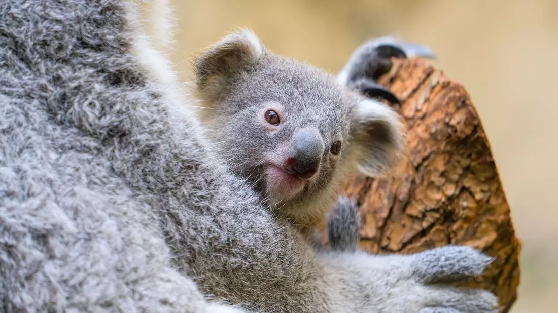 Der Duisburger Zoo ist bekannt für seine Koala-Haltung. - Bild: Mathias Appel/Zoo Duisburg/dpa