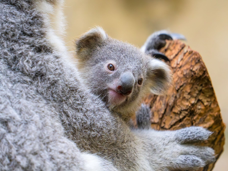 Der Duisburger Zoo ist bekannt für seine Koala-Haltung. - Foto: Mathias Appel/Zoo Duisburg/dpa