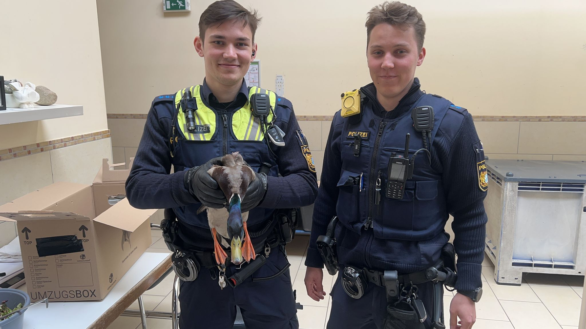 Die gerettete Ente kam ins Tierheim.  - Foto: Polizeipräsidium Mittelfranken
