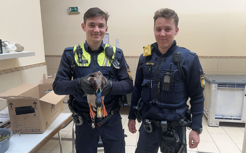 Die gerettete Ente kam ins Tierheim.  - Foto: Polizeipräsidium Mittelfranken