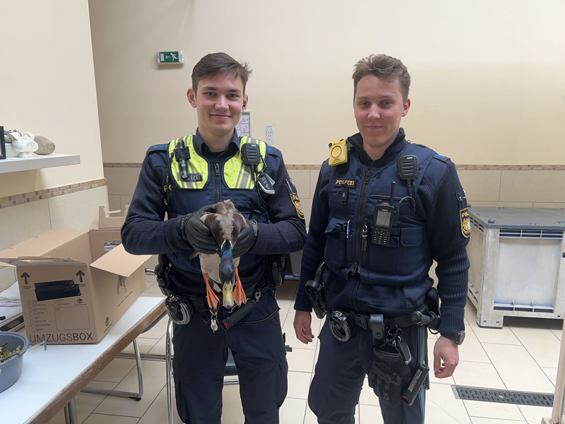 Die gerettete Ente kam ins Tierheim.  - Foto: Polizeipräsidium Mittelfranken