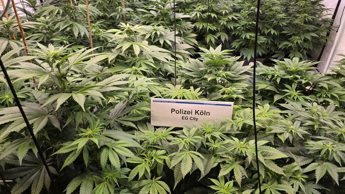 POL-K: 250408-4-K/EU Illegale Marihuanaplantage bei Hausdurchsuchung gefunden - Festnahme - Foto: presseportal.de
