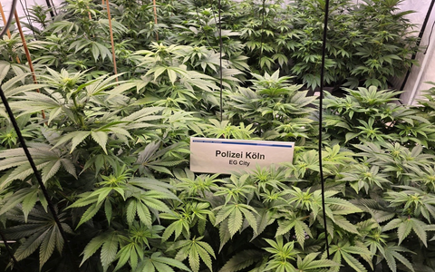 POL-K: 250408-4-K/EU Illegale Marihuanaplantage bei Hausdurchsuchung gefunden - Festnahme - Foto: presseportal.de