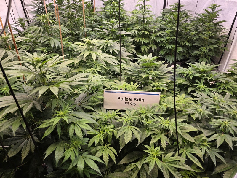 POL-K: 250408-4-K/EU Illegale Marihuanaplantage bei Hausdurchsuchung gefunden - Festnahme - Foto: presseportal.de