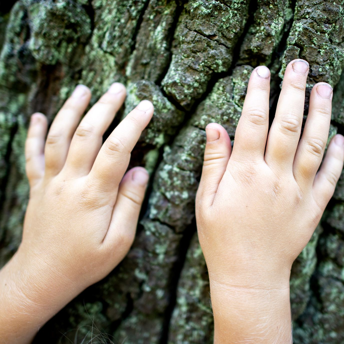 Wälder fördern die Vielfalt von Tieren und Pflanzen sowie menschliche Gesundheit und Wohlbefinden. (Archivbild) - Foto: Hauke-Christian Dittrich/dpa