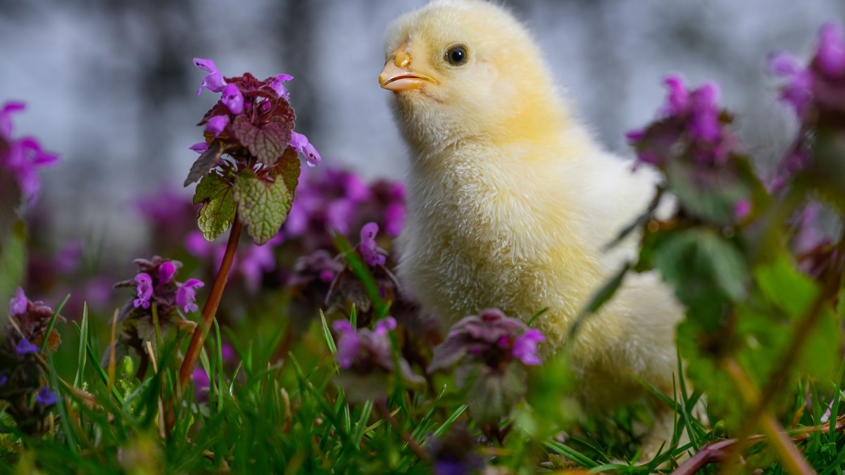 Am Samstag könnte der erste Sommertag mit Temperaturen um 25 Grad bevorstehen. - Foto: Patrick Pleul/dpa