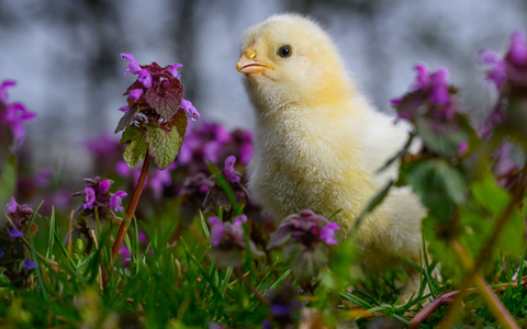 Am Samstag könnte der erste Sommertag mit Temperaturen um 25 Grad bevorstehen. - Foto: Patrick Pleul/dpa