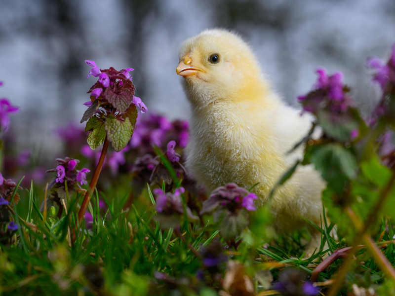 Am Samstag könnte der erste Sommertag mit Temperaturen um 25 Grad bevorstehen. - Foto: Patrick Pleul/dpa