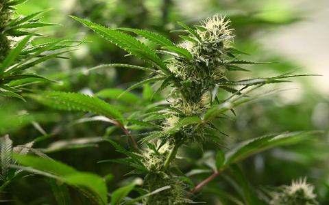 Union und SPD haben sich beim Thema Cannabis geeinigt. (Symbolbild) - Foto: Martin Schutt/dpa