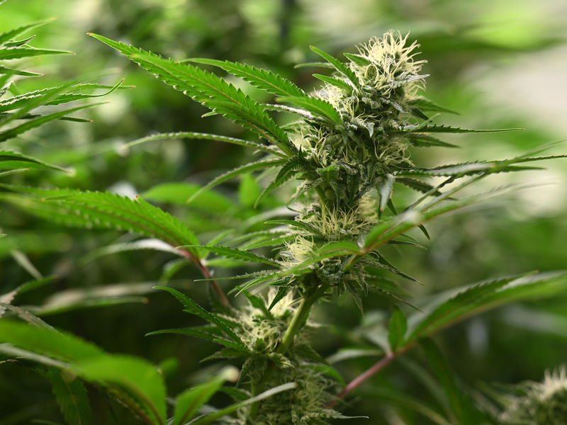 Union und SPD haben sich beim Thema Cannabis geeinigt. (Symbolbild) - Foto: Martin Schutt/dpa