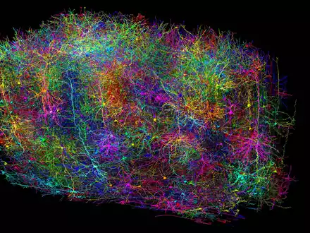 Diese Illustration zeigt eine hemmend wirkende Zelle. Die Kontaktstellen zu anderen Nervenzellen (helle Punkte) sind nach dem Typ der Zielzelle farblich kodiert. - Foto: Clare Gamlin/Allen Institute/dpa