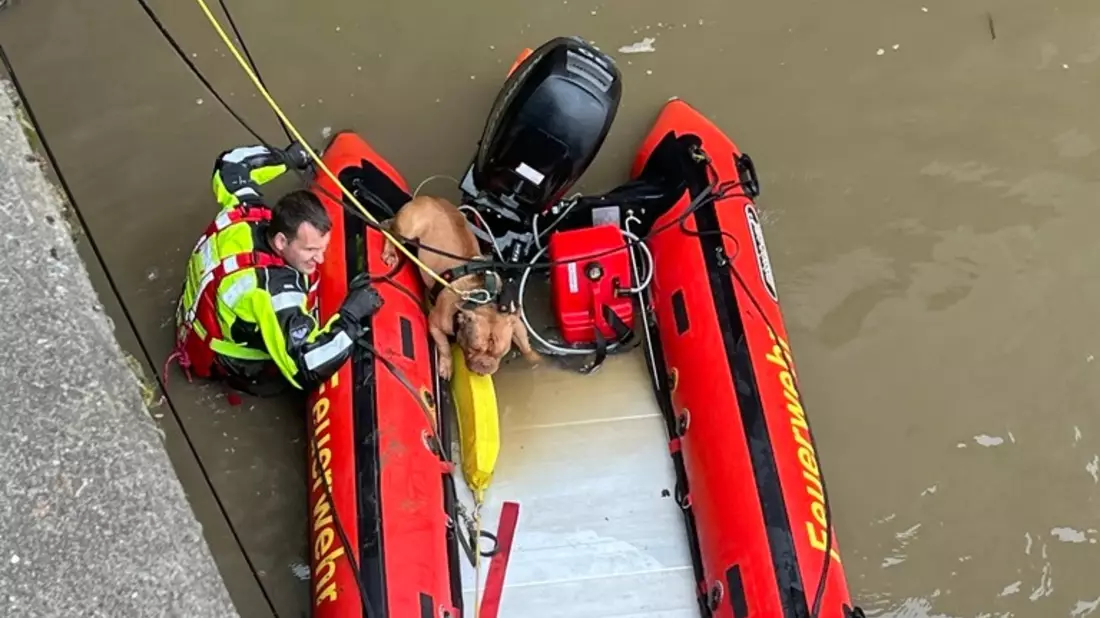 FW Bremerhaven: Feuerwehrtauchergruppe rettet Vierbeiner aus der Geeste - Bild: presseportal.de