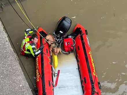 FW Bremerhaven: Feuerwehrtauchergruppe rettet Vierbeiner aus der Geeste - Foto: presseportal.de