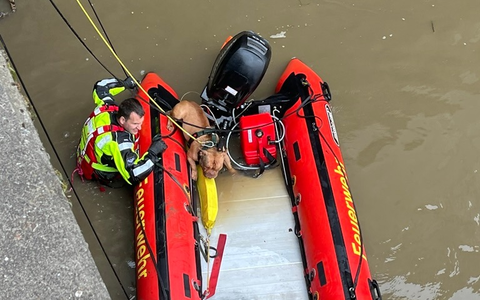 FW Bremerhaven: Feuerwehrtauchergruppe rettet Vierbeiner aus der Geeste - Foto: presseportal.de