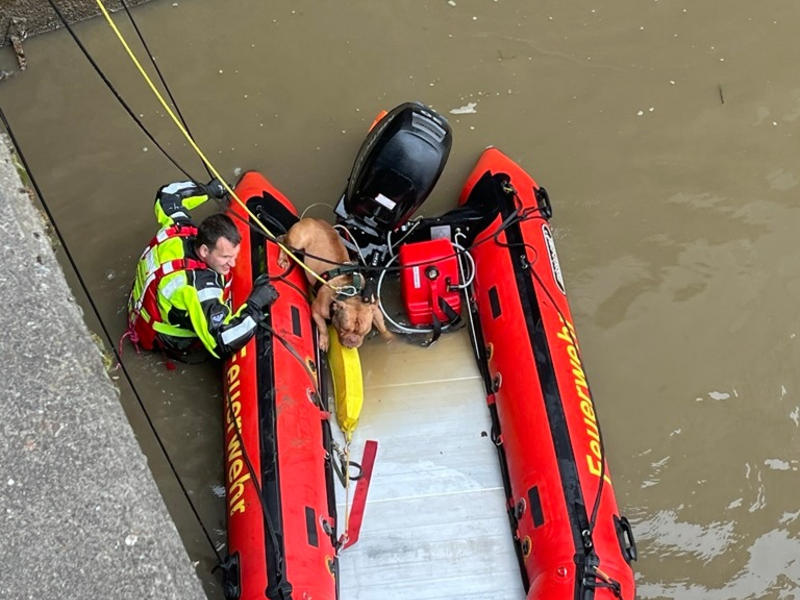 FW Bremerhaven: Feuerwehrtauchergruppe rettet Vierbeiner aus der Geeste - Foto: presseportal.de