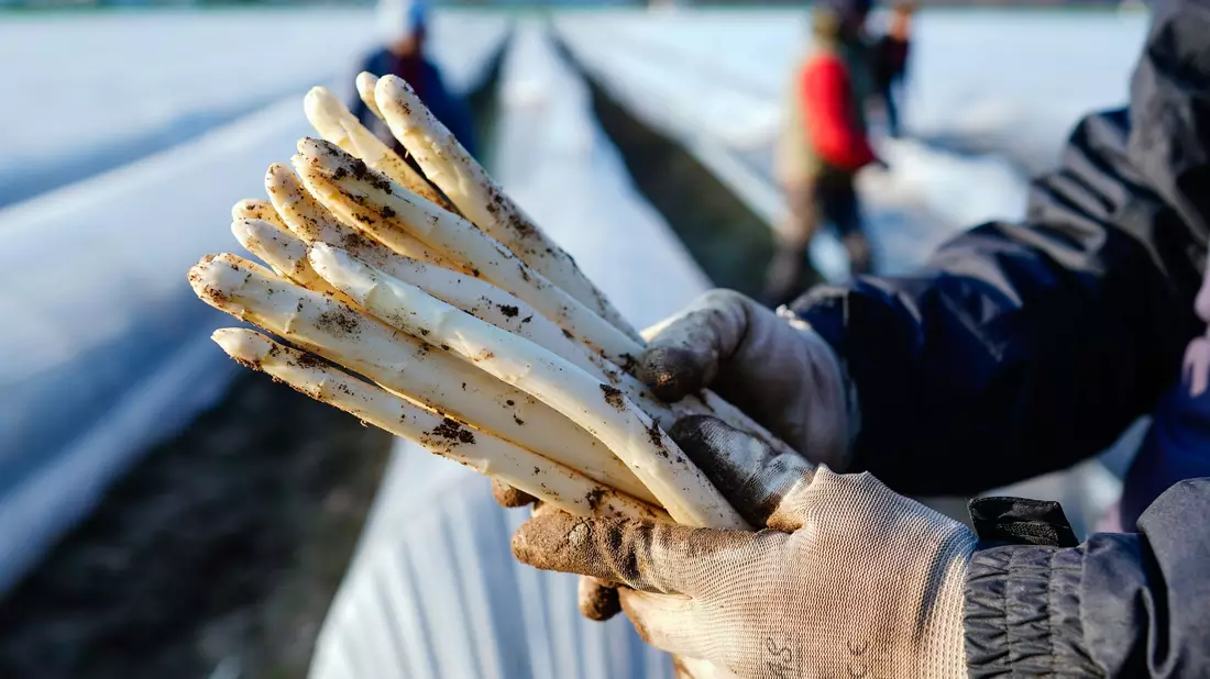 Die ersten Stangen Spargel sind in dieser Saison längst gestochen. - Bild: Uwe Anspach/dpa