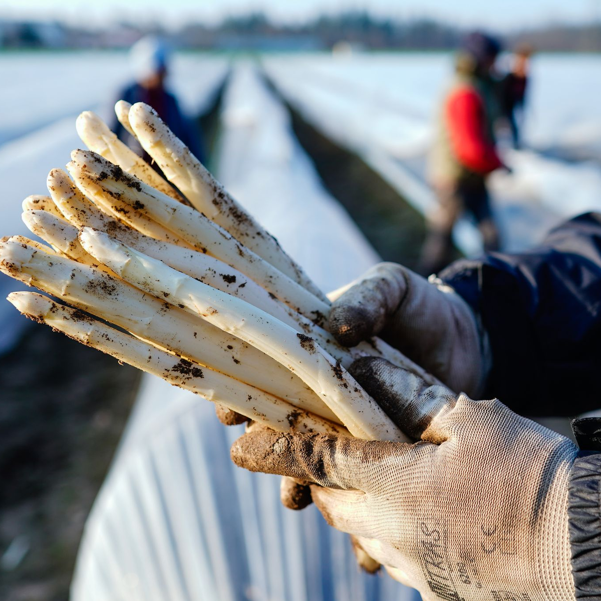 Die ersten Stangen Spargel sind in dieser Saison längst gestochen. - Foto: Uwe Anspach/dpa