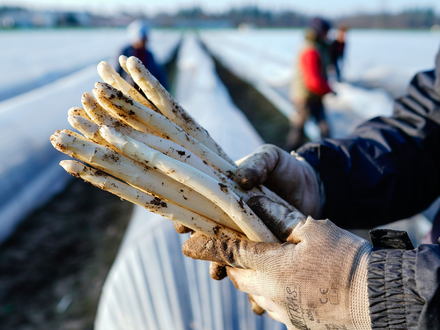 Die ersten Stangen Spargel sind in dieser Saison längst gestochen. - Foto: Uwe Anspach/dpa