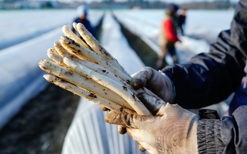 Die ersten Stangen Spargel sind in dieser Saison längst gestochen. - Foto: Uwe Anspach/dpa