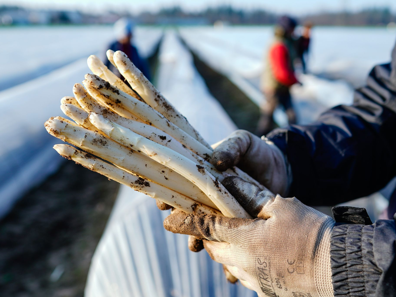 Die ersten Stangen Spargel sind in dieser Saison längst gestochen. - Foto: Uwe Anspach/dpa
