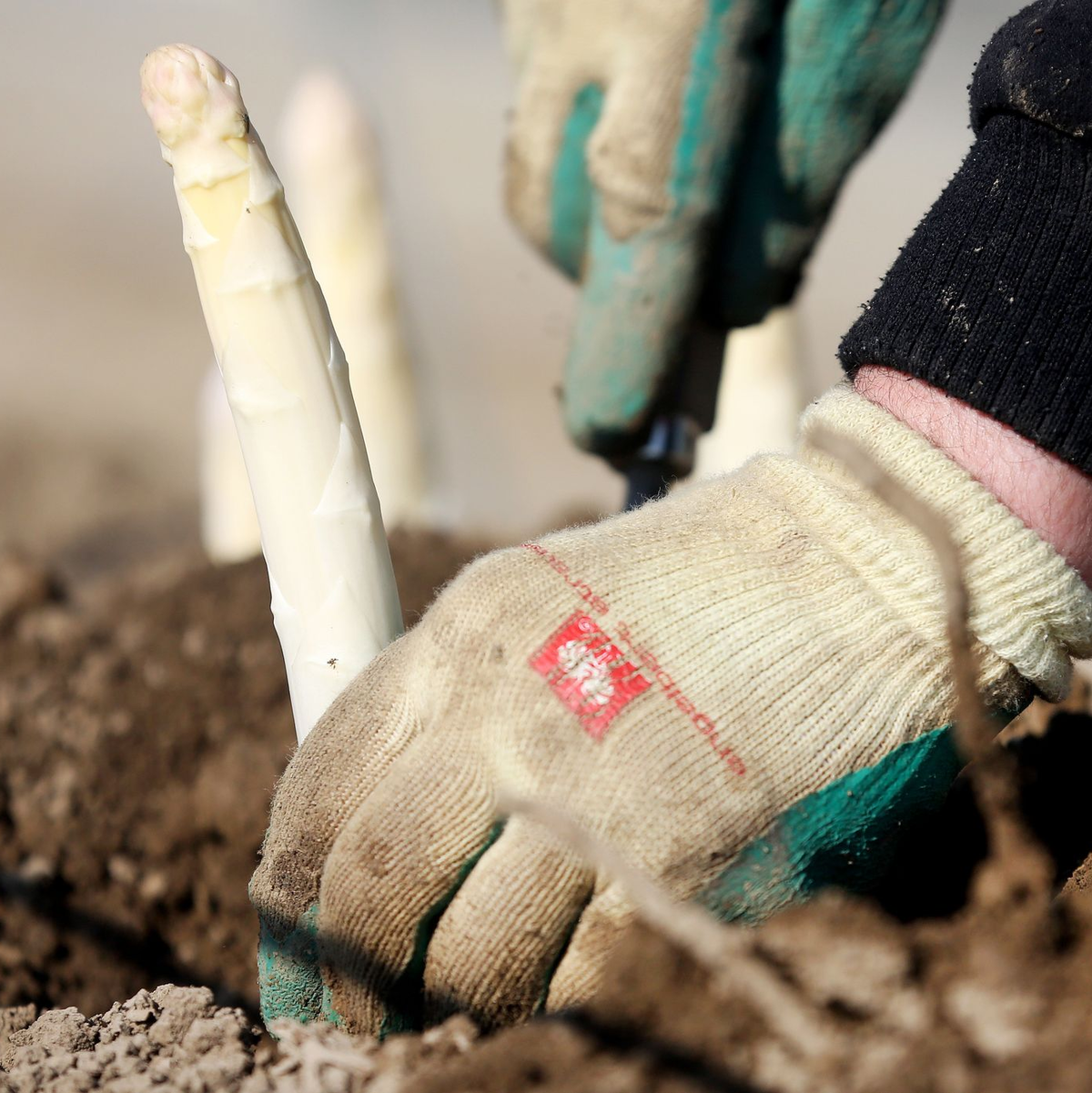 Beheizte Flächen ermöglichen eine frühe Ernte - die im Supermarkt ihren Preis hat. - Foto: Roland Weihrauch/dpa