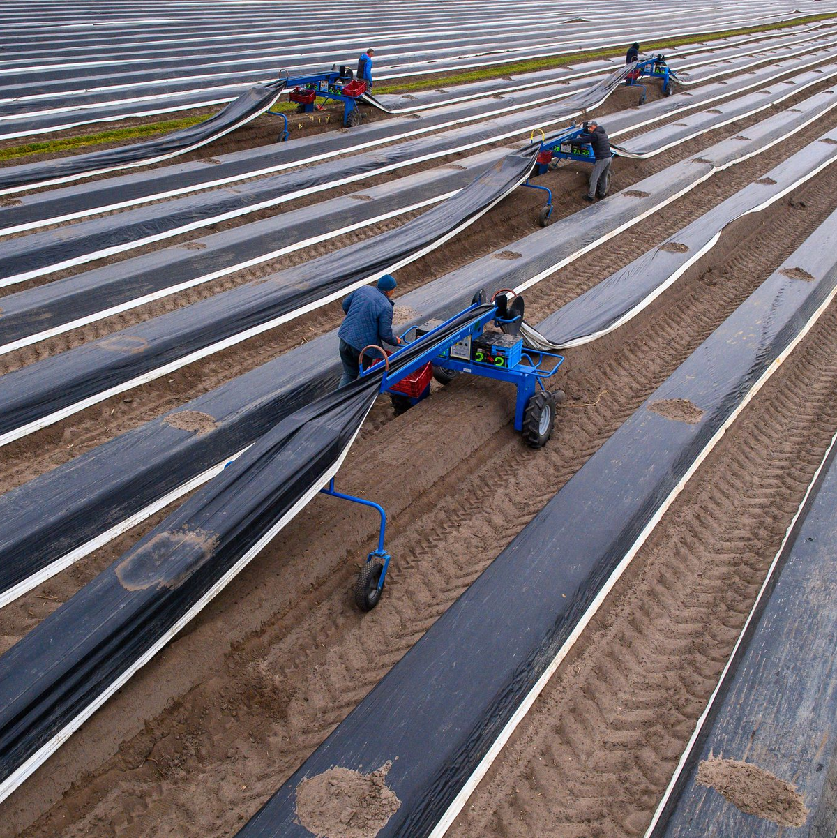 Die Stangen werden gestochen, sobald ihre Köpfe die Erde leicht anheben und Risse entstehen. - Foto: Klaus-Dietmar Gabbert/dpa