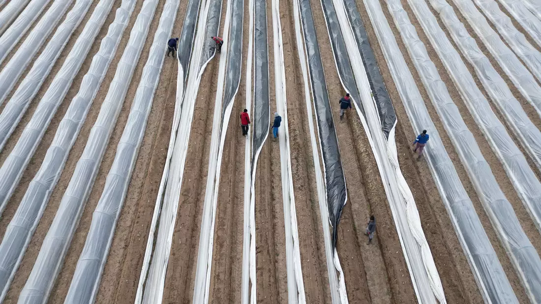 Der einheimische Spargel ist fast immer Folienspargel. - Bild: Boris Roessler/dpa